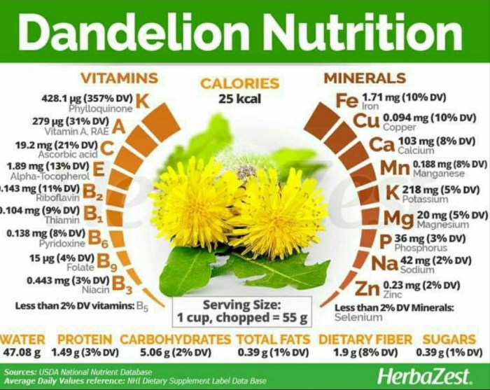 Dandelion: Herbal Cantik Berkhasiat terbaru