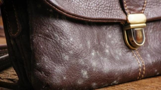 Cara Ampuh Bersihkan Tas Jamuran, Bebas Noda & Bau