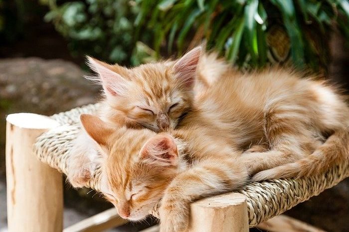 Ketika kucing mendengkur sambil dipangku atau duduk di sisimu, itu adalah sinyal bahwa ia merasa aman dan senang berada di dekatmu. Ketika kucing mendengkur sambil dipangku atau duduk di sisimu, itu adalah sinyal bahwa ia merasa aman dan senang berada di dekatmu.