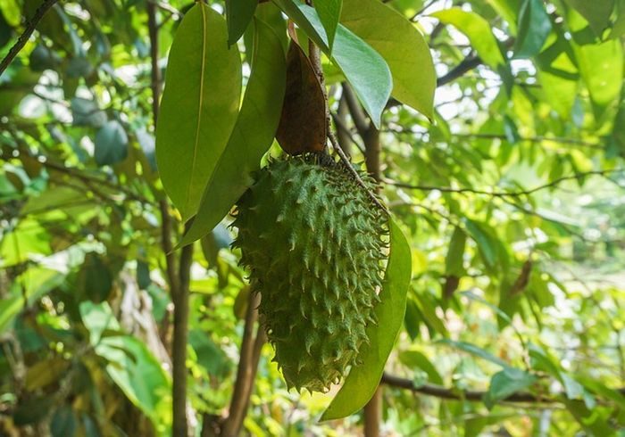 Manfaat Sirsak untuk Kesehatan/ Foto: pixabay.com/najibzamri Manfaat Sirsak untuk Kesehatan/ Foto: pixabay.com/najibzamri