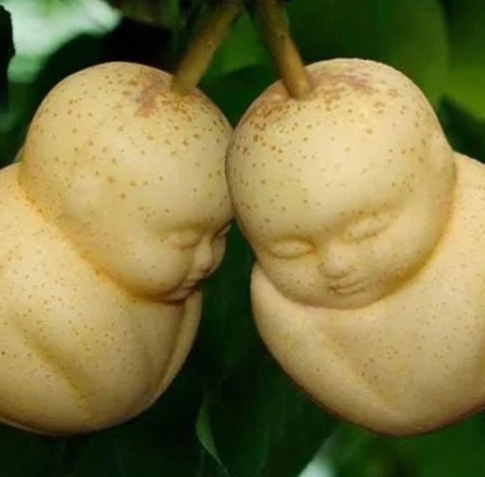 Buah termahal di dunia. Pir berbentuk Buddha dari Tiongkok