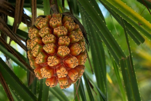 Buah hala merupakan buah langka dari Asia dengan bentuk menyerupai nanas dan warna mencolok, serta memiliki manfaat untuk pengobatan tradisional.