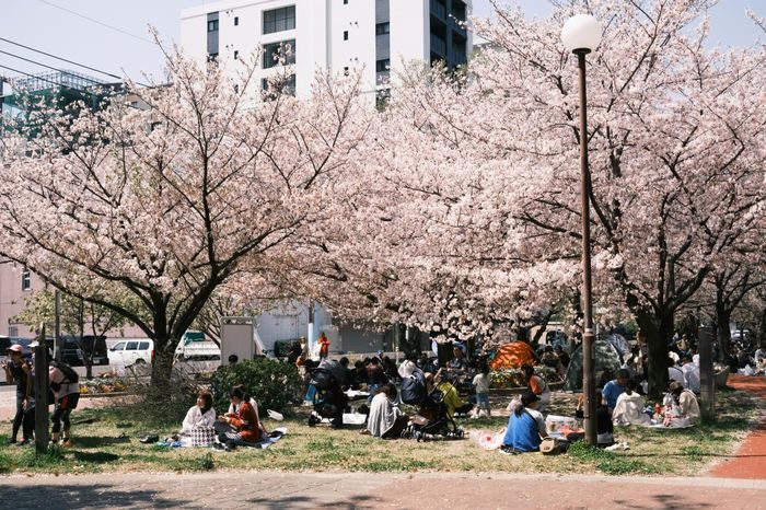 Hanami