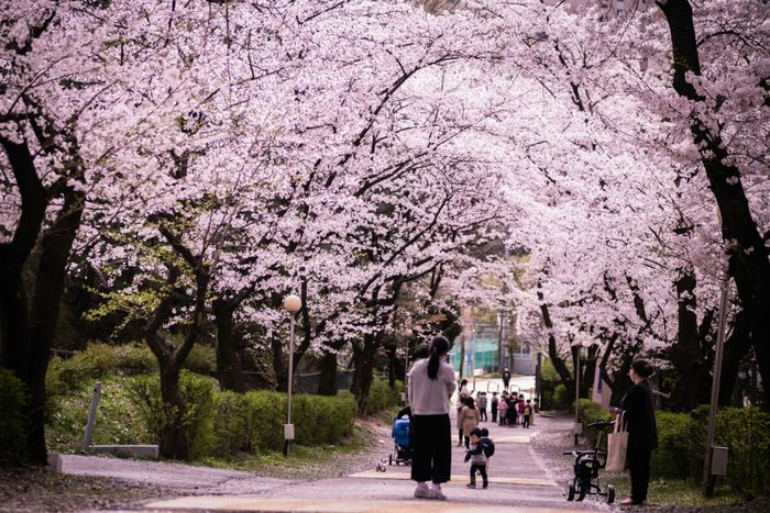 Jinhae Cherry Blossom