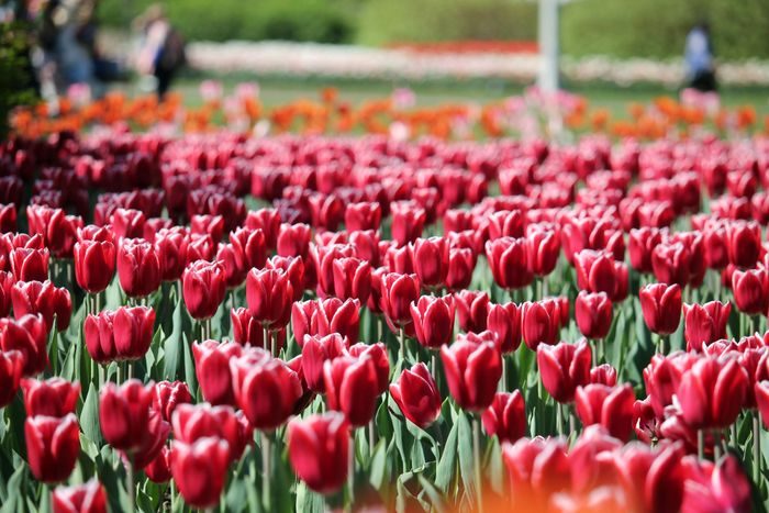Canadia Tulip Festival