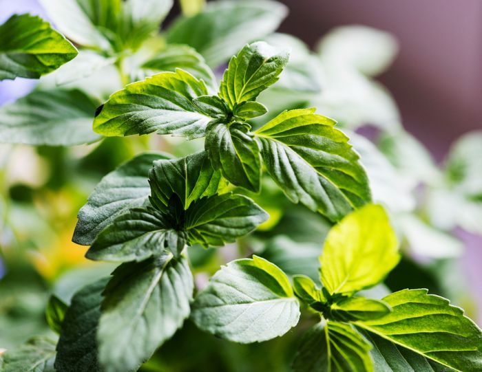 Aroma peppermint tidak disukai cicak/Foto: freepik/rawpixelcom