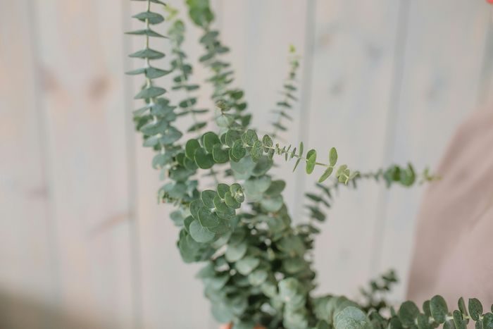 Eucalyptus memiliki wangi yang tidak disukai oleh cicak