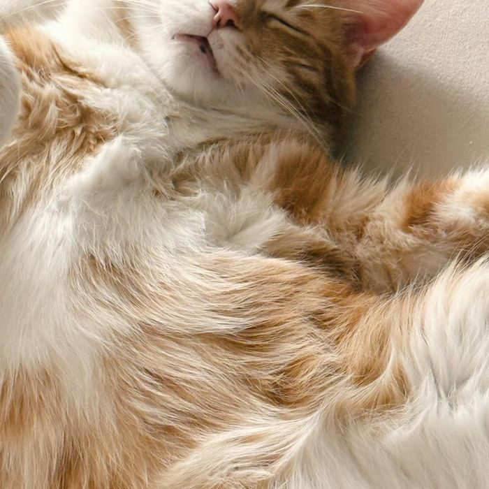Salah satu cara kucing menunjukkan rasa sayang ke pemilik yaitu dengan memperlihatkan area perutnya Salah satu cara kucing menunjukkan rasa sayang ke pemilik yaitu dengan memperlihatkan area perutnya
