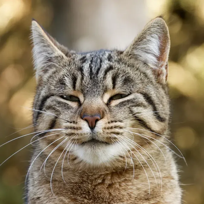 Kucing berkedip secara perlahan merupakan salah satu caranya menunjukkan rasa sayang ke pemilik Kucing berkedip secara perlahan merupakan salah satu caranya menunjukkan rasa sayang ke pemilik