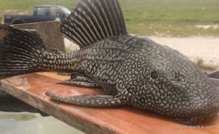 Ikan sapu sapu biasanya hidup di air yang tercemar sehingga sangat berisiko dagingnya terkontaminasi logam berat./ Foto: tpwmagazine.com Ikan sapu sapu biasanya hidup di air yang tercemar sehingga sangat berisiko dagingnya terkontaminasi logam berat./ Foto: tpwmagazine.com