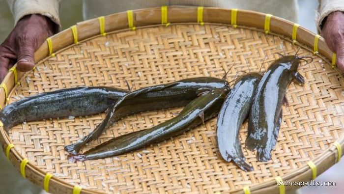 Ikan lele