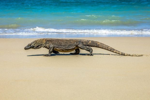 Taman Nasional Komodo, destinasi terbaik di Indonesia versi Travel + Leisure/Foto: Unsplash.com/Mitch Hodiono Labuan Bajo dan Taman Nasional Komodo adalah destinasi terbaik di Indonesia versi Travel + Leisure yang menawarkan petualangan alam, satwa komodo, dan panorama pulau dramatis dalam satu kawasan.