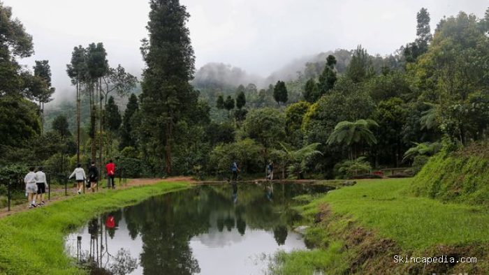 Jalur trail Cisadon di Bojong Koneng, Bogor, kian diminati pelari Jabodetabek berkat medan variatif, elevasi menantang, dan suasana desa yang masih alami.
Jalur trail Cisadon di Bojong Koneng, Kabupaten Bogor, semakin populer sebagai lokasi latihan lari trail bagi pelari Jabodetabek. Aksesnya yang relatif dekat dari kawasan perkotaan serta karakter medan yang bervariasi menjadikan jalur ini cocok untuk pelari pemula hingga berpengalaman yang ingin melatih daya tahan dan berburu elevasi di alam terbuka.
Sejumlah pelari rutin memanfaatkan jalur ini untuk latihan berkala, bahkan memulai aktivitas sejak dini hari. Salah satunya Eko, karyawan swasta asal Jakarta, yang bersama rekan-rekannya hampir setiap bulan berlari di Cisadon. Rute dari area sekitar kandang sapi milik Presiden Prabowo Subianto menuju Desa Cisadon dapat mencapai sekitar 7 kilometer sekali jalan, dengan jarak tempuh yang bisa bertambah sesuai jalur dan menu latihan.
Di sepanjang rute, papan penunjuk arah membantu pelari dan pendaki menuju berbagai destinasi lain seperti Bukit Paniisan, Situ Rawa Gede, Pasir Limo, hingga jalur yang terhubung ke Gunung Pancar dan kawasan Puncak. Jalur trekking Cisadon juga menawarkan banyak spot foto menarik dengan latar sawah, kebun teh, hutan pinus, sungai, dan perbukitan yang terbuka luas, termasuk panorama dari Bukit Pasir Limo yang menampilkan lanskap Bogor dari ketinggian.
Namun, karakter jalur yang berupa jalan desa rusak, tanah, makadam, serta lintasan anak sungai dan kubangan menghadirkan tantangan tersendiri, terutama saat musim hujan ketika jalur berubah menjadi licin dan berlumpur. Minimnya sinyal seluler serta suasana desa yang tenang dan alami justru menjadi daya tarik tambahan, menghadirkan pengalaman latihan yang menyatu dengan kehidupan warga lokal sekaligus kesempatan untuk sejenak lepas dari hiruk-pikuk dunia digital. Jalur trail Cisadon di Bojong Koneng, Bogor, kian diminati pelari Jabodetabek berkat medan variatif, elevasi menantang, dan suasana desa yang masih alami.
Jalur trail Cisadon di Bojong Koneng, Kabupaten Bogor, semakin populer sebagai lokasi latihan lari trail bagi pelari Jabodetabek. Aksesnya yang relatif dekat dari kawasan perkotaan serta karakter medan yang bervariasi menjadikan jalur ini cocok untuk pelari pemula hingga berpengalaman yang ingin melatih daya tahan dan berburu elevasi di alam terbuka.
Sejumlah pelari rutin memanfaatkan jalur ini untuk latihan berkala, bahkan memulai aktivitas sejak dini hari. Salah satunya Eko, karyawan swasta asal Jakarta, yang bersama rekan-rekannya hampir setiap bulan berlari di Cisadon. Rute dari area sekitar kandang sapi milik Presiden Prabowo Subianto menuju Desa Cisadon dapat mencapai sekitar 7 kilometer sekali jalan, dengan jarak tempuh yang bisa bertambah sesuai jalur dan menu latihan.
Di sepanjang rute, papan penunjuk arah membantu pelari dan pendaki menuju berbagai destinasi lain seperti Bukit Paniisan, Situ Rawa Gede, Pasir Limo, hingga jalur yang terhubung ke Gunung Pancar dan kawasan Puncak. Jalur trekking Cisadon juga menawarkan banyak spot foto menarik dengan latar sawah, kebun teh, hutan pinus, sungai, dan perbukitan yang terbuka luas, termasuk panorama dari Bukit Pasir Limo yang menampilkan lanskap Bogor dari ketinggian.
Namun, karakter jalur yang berupa jalan desa rusak, tanah, makadam, serta lintasan anak sungai dan kubangan menghadirkan tantangan tersendiri, terutama saat musim hujan ketika jalur berubah menjadi licin dan berlumpur. Minimnya sinyal seluler serta suasana desa yang tenang dan alami justru menjadi daya tarik tambahan, menghadirkan pengalaman latihan yang menyatu dengan kehidupan warga lokal sekaligus kesempatan untuk sejenak lepas dari hiruk-pikuk dunia digital.