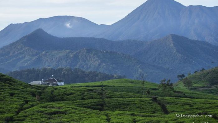 Pesona kebun teh dan pemandangan Gunung Gede Pangrango membuat betah berlama-lama sekedar melapas penat walau pademi belum usai sepenuhnya. Pesona kebun teh dan pemandangan Gunung Gede Pangrango membuat betah berlama-lama sekedar melapas penat walau pademi belum usai sepenuhnya.