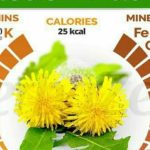 Dandelion: Herbal Cantik Berkhasiat Obati Berbagai Penyakit