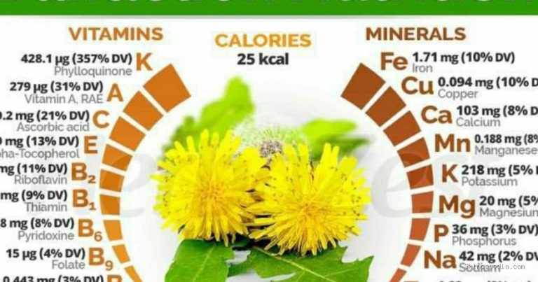 Dandelion: Herbal Cantik Berkhasiat Obati Berbagai Penyakit