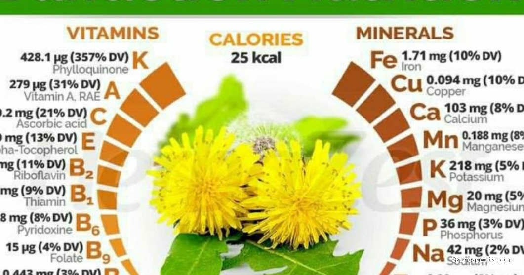 Dandelion: Herbal Cantik Berkhasiat Obati Berbagai Penyakit