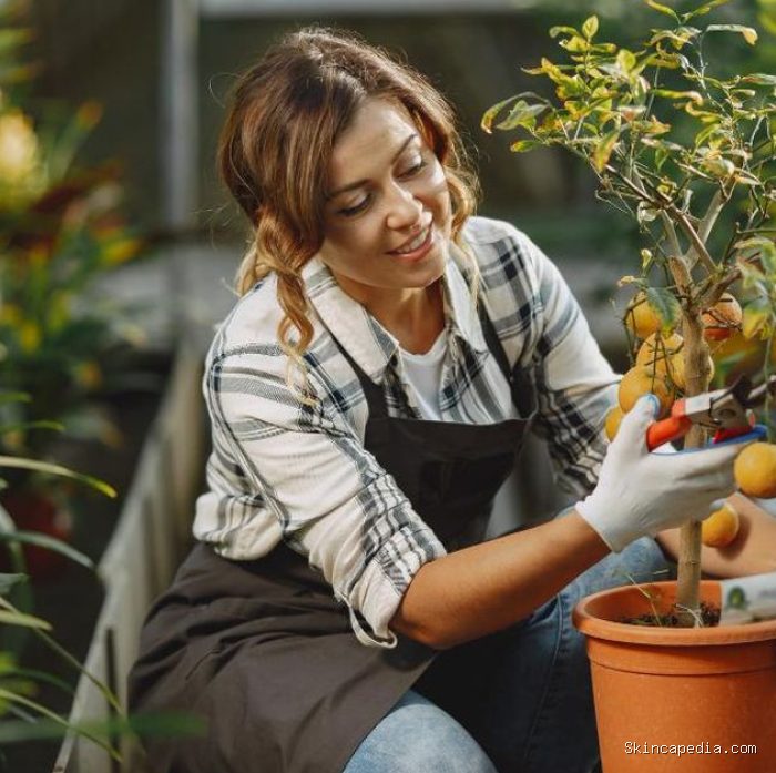 Metode Tabulampot, menanam pohon buah dalam pot memberikan kemudahan bagi kamu untuk mengatur nutrisi dan posisi tanaman agar tetap subur di lahan terbatas.