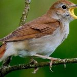Rahasia Kulit Geisha: Perawatan Kecantikan dengan Kotoran Burung