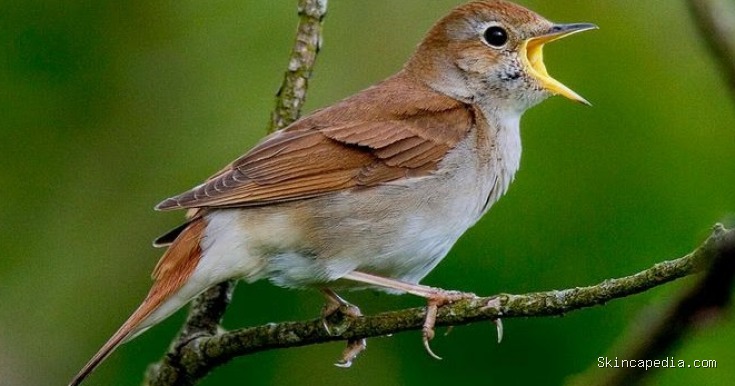 Rahasia Kulit Geisha: Perawatan Kecantikan dengan Kotoran Burung