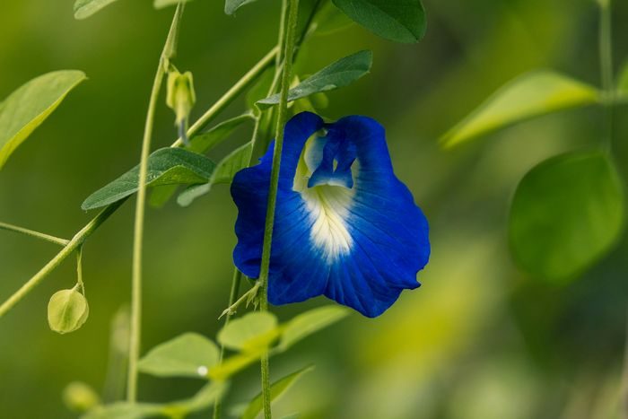 Bunga telang kaya akan kandungan antosianin, yaitu pigmen alami yang memberikan warna biru pada bunganya. Antosianin ini bekerja sebagai antioksidan alami yang sangat kuat untuk memperlambat proses penuaan pada kulit. Bunga telang kaya akan kandungan antosianin, yaitu pigmen alami yang memberikan warna biru pada bunganya. Antosianin ini bekerja sebagai antioksidan alami yang sangat kuat untuk memperlambat proses penuaan pada kulit.