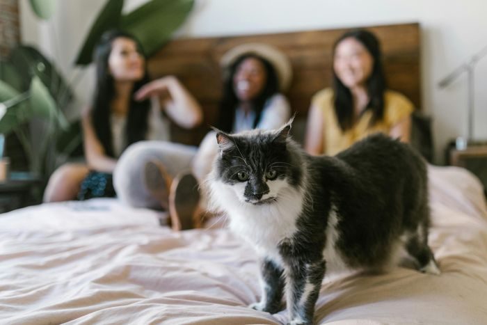 Kehadiran teman atau pasangan baru di rumah ternyata juga bisa membuat kucing cemburu. Meskipun teman atau pasangan memperlakukan kucing dengan baik, hewan berbulu satu ini awalnya akan tetap merasa cemburu dan terusik. Kehadiran teman atau pasangan baru di rumah ternyata juga bisa membuat kucing cemburu. Meskipun teman atau pasangan memperlakukan kucing dengan baik, hewan berbulu satu ini awalnya akan tetap merasa cemburu dan terusik.
