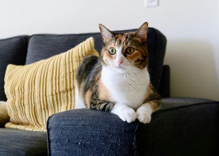 Ternyata, kucing juga bisa cemburu dengan perabot baru di rumah. Bagi kucing, perabot ini layaknya penyusup yang masuk ke daerah kekuasaan mereka. Ternyata, kucing juga bisa cemburu dengan perabot baru di rumah. Bagi kucing, perabot ini layaknya penyusup yang masuk ke daerah kekuasaan mereka.