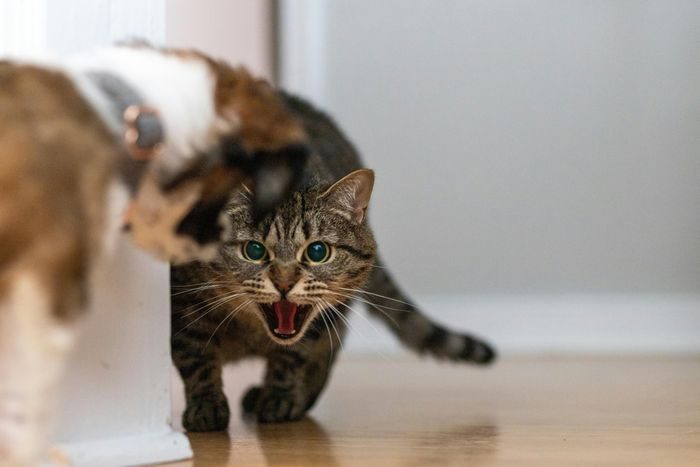 Kucing melihat hewan peliharaan baru sebagai saingan untuk makanan, ruang, dan kasih sayang. Kucing melihat hewan peliharaan baru sebagai saingan untuk makanan, ruang, dan kasih sayang.