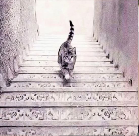 Tes Kepribadian: Kamu Lihat Gambar Kucing yang Naik atau Turun dari Tangga? Ini Artinya Tes Kepribadian: Kamu Lihat Gambar Kucing yang Naik atau Turun dari Tangga? Ini Artinya
