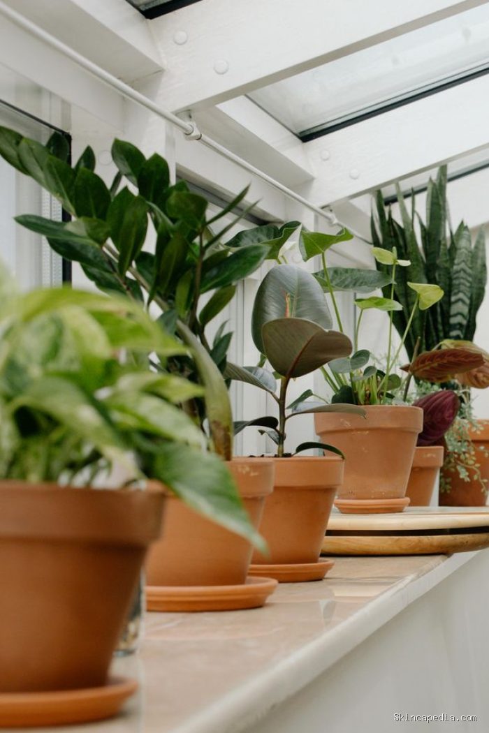 Pasang air purifier atau memanfaatkan tanaman penyaring udara/ Foto: Pexels.com/cottonbro studio Pasang air purifier atau memanfaatkan tanaman penyaring udara/ Foto: Pexels.com/cottonbro studio