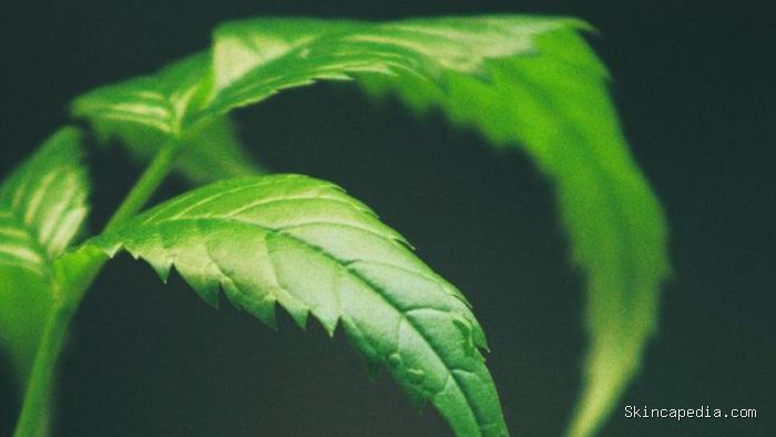Daun neem yang baik untuk kulit Daun neem yang baik untuk kulit