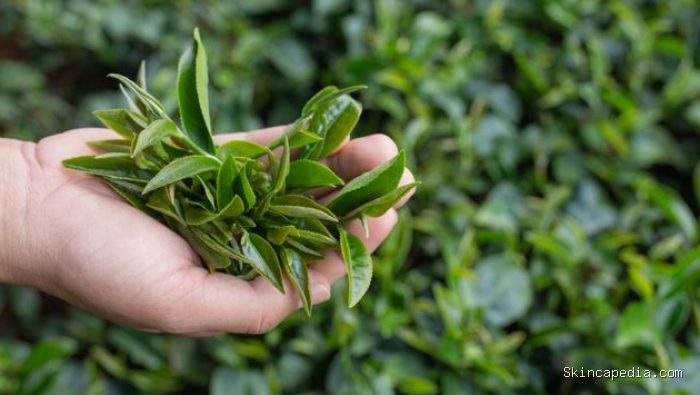 Minum teh hijau dapat membantu menjaga kadar gula darah tetap stabil. Manfaat minum teh hijau ini penting bagi kamu yang ingin mencegah diabetes.