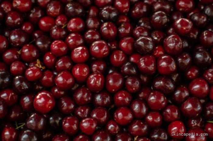 Cranberry dikenal luas karena manfaatnya dalam menjaga kesehatan saluran kemih. Penelitian juga menunjukkan buah ini berpotensi mendukung kesehatan jantung dan mengurangi peradangan./ Foto: magnific.com/user15285612 Cranberry dikenal luas karena manfaatnya dalam menjaga kesehatan saluran kemih. Penelitian juga menunjukkan buah ini berpotensi mendukung kesehatan jantung dan mengurangi peradangan./ Foto: magnific.com/user15285612