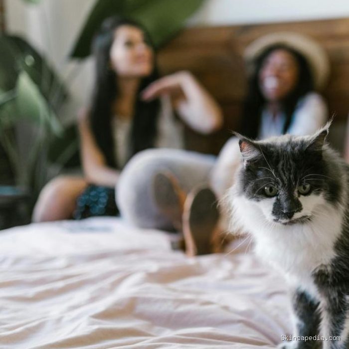 Kehadiran teman atau pasangan baru di rumah ternyata juga bisa membuat kucing cemburu. Meskipun teman atau pasangan memperlakukan kucing dengan baik, hewan berbulu satu ini awalnya akan tetap merasa cemburu dan terusik. Kehadiran teman atau pasangan baru di rumah ternyata juga bisa membuat kucing cemburu. Meskipun teman atau pasangan memperlakukan kucing dengan baik, hewan berbulu satu ini awalnya akan tetap merasa cemburu dan terusik.