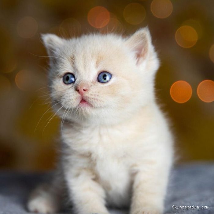 Merawat anak kucing yang kehilangan induk butuh perhatian, nutrisi, kebersihan, dan kasih sayang. Merawat anak kucing yang kehilangan induk butuh perhatian, nutrisi, kebersihan, dan kasih sayang.