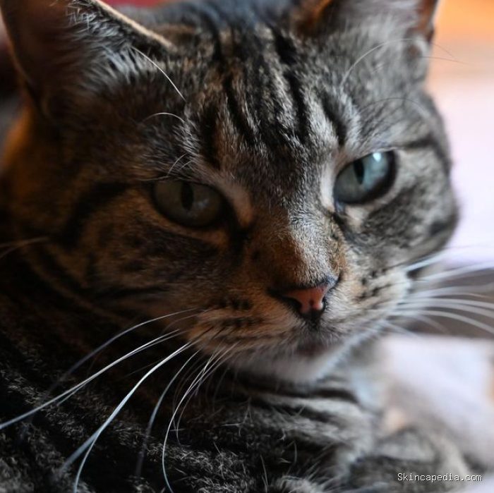 Kucing Tabby Kucing Tabby