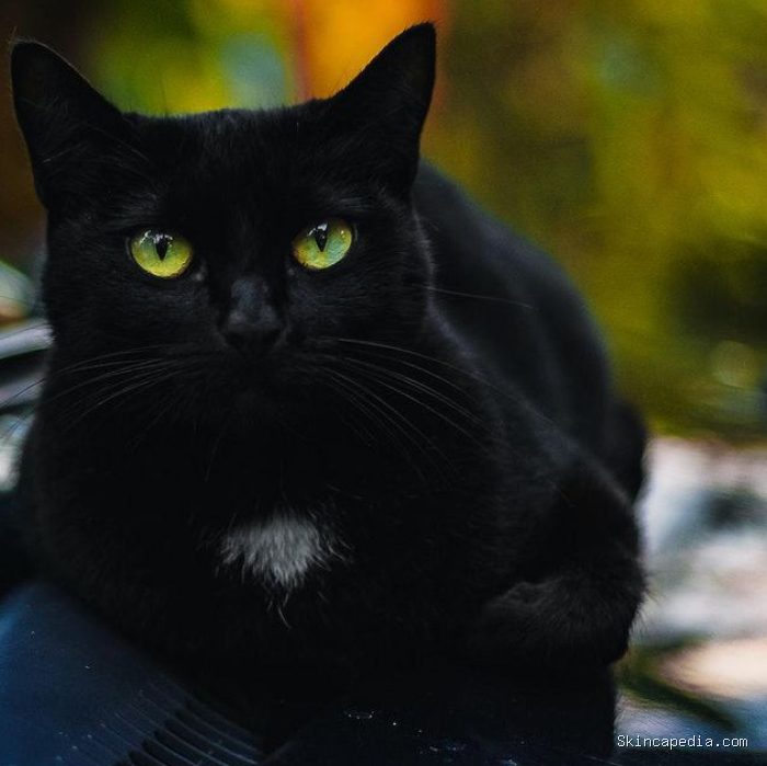 Kucing hitam adalah simbol iblis/Foto: Pexels/Marcelo Chagas Kucing hitam adalah simbol iblis/Foto: Pexels/Marcelo Chagas