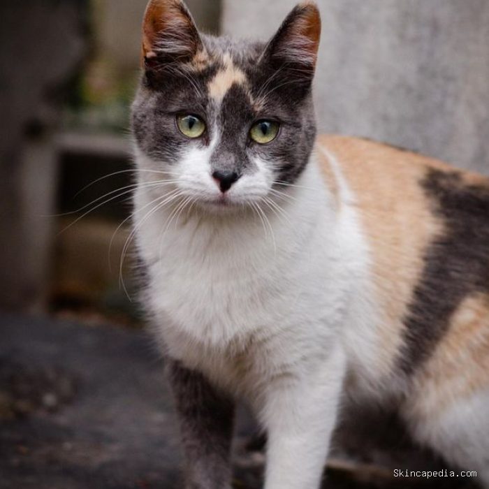 Kucing Calico Kucing Calico