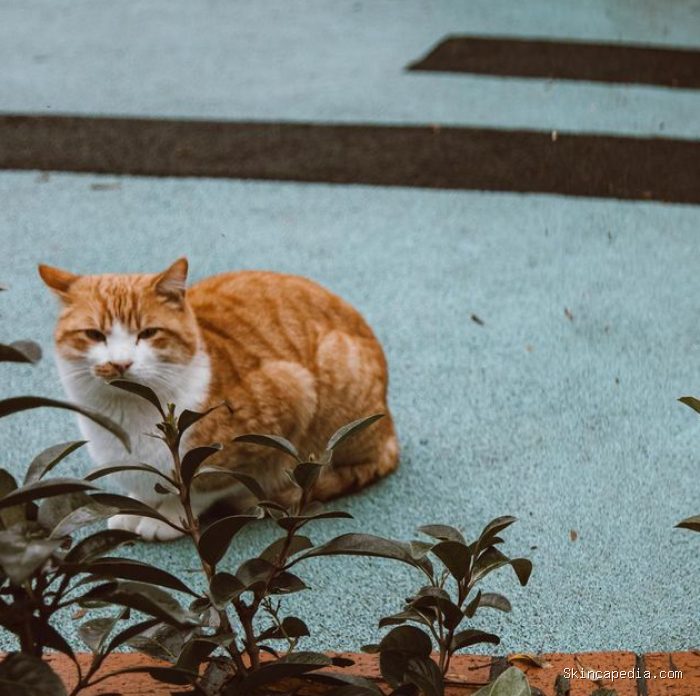 Kucing oranye atau kucing oren Kucing oranye atau kucing oren
