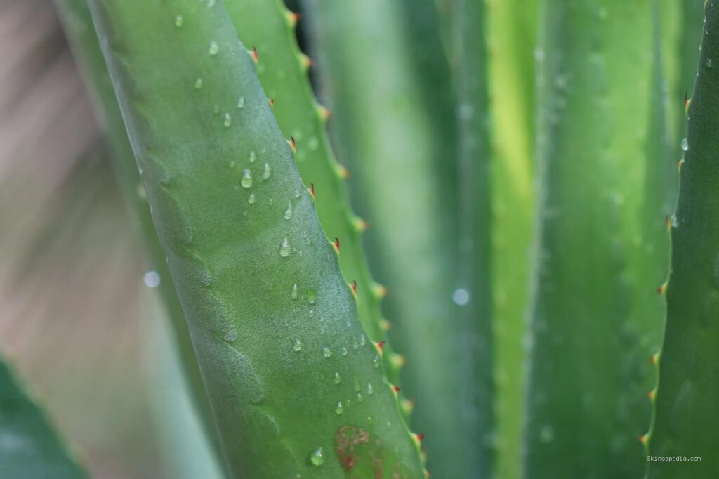 Photo by Sharath G. via Pexels - Cara Ampuh Pakai Lidah Buaya untuk Redakan Kulit Iritasi