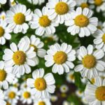 Photo by tagar.id - Manfaat Chamomile untuk Menenangkan dan Merawat Kulit Sensitif