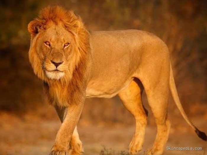 Singa/Foto: Freepik Singa/Foto: Freepik